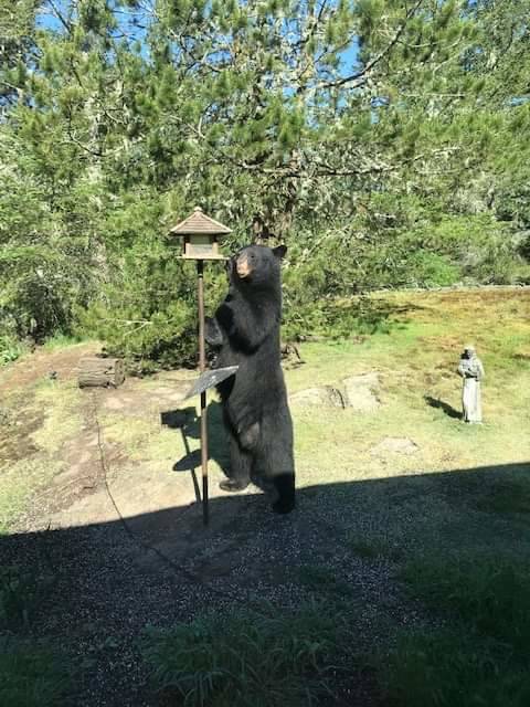 Black bear visits Orcas, again