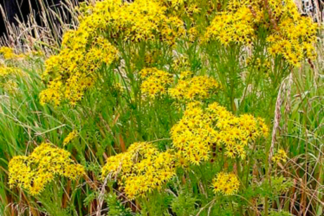 2020-noxious-weed-disposal-fund-ends-early-islands-sounder