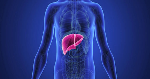 The liver is a vital organ of the digestive system present in vertebrates and some other animals. It has a wide range of functions, including detoxification, protein synthesis, and production of biochemicals necessary for digestion.