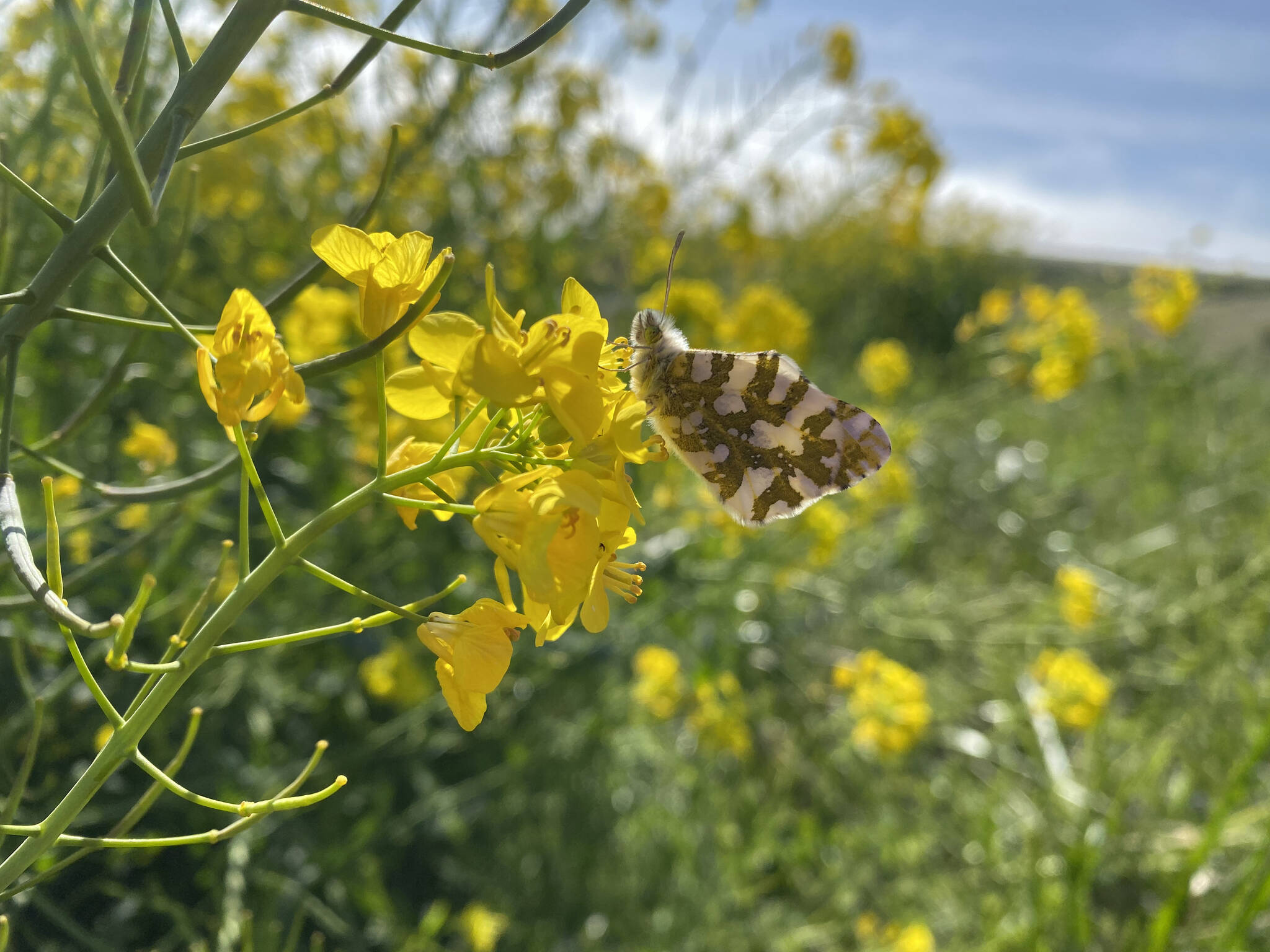 Contributed photo by Jenny Strum
Island Marble Butterfly.