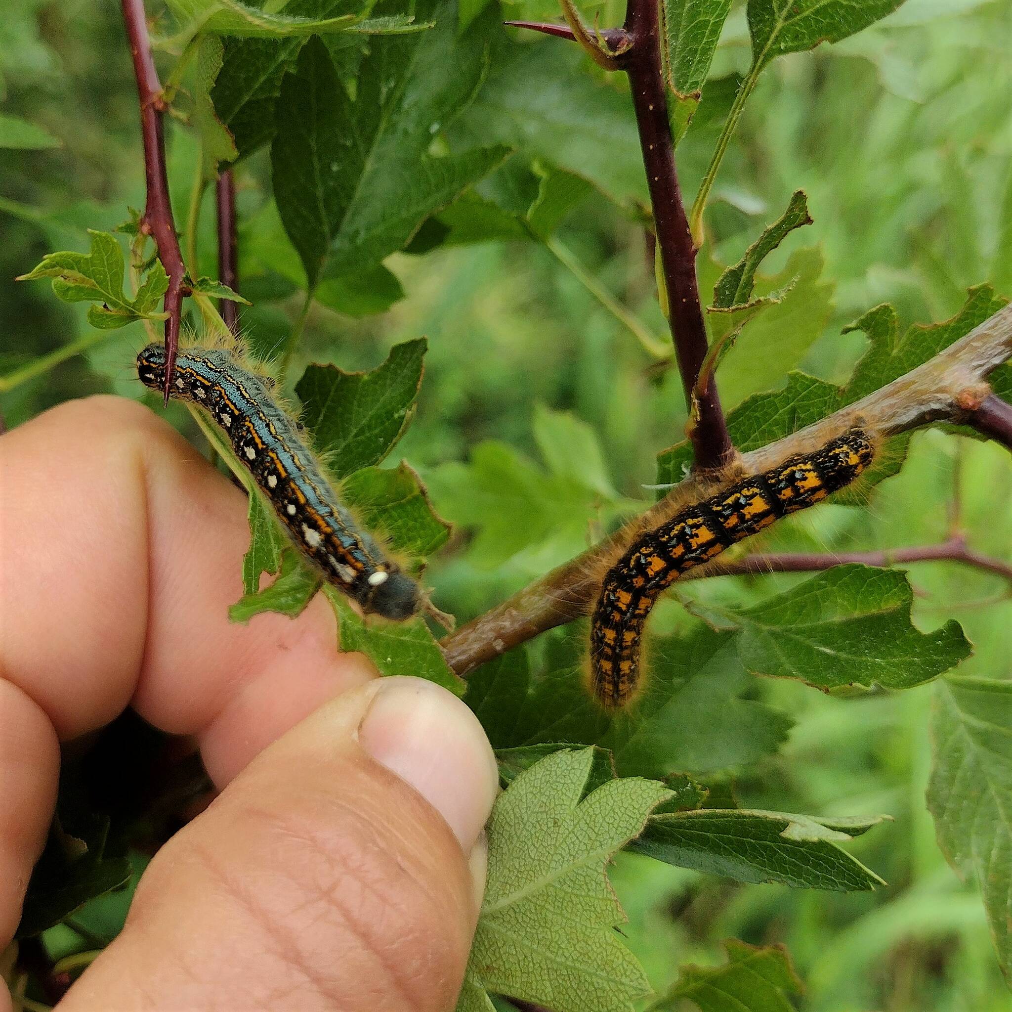 Contributed by Madrona Murphy 
The Forest tent caterpillar is on the left, and the Western tent caterpillar is on the right.