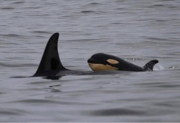 Contributed photo by Howie Tom
L pod off of Tofino, British Columbia.