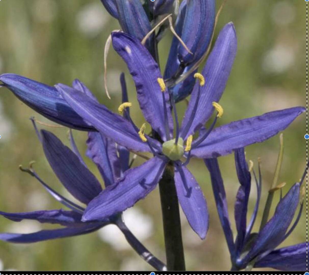 Contributed photo
Camassia quamash.