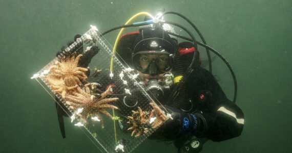 Dennis Wise/UW photo.
Baby sea stars being relocated from the lab to the wild.