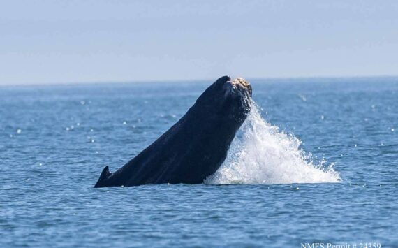 Contributed photo by Spencer Fire, Whale Museum volunteer under NMFS permit #24359