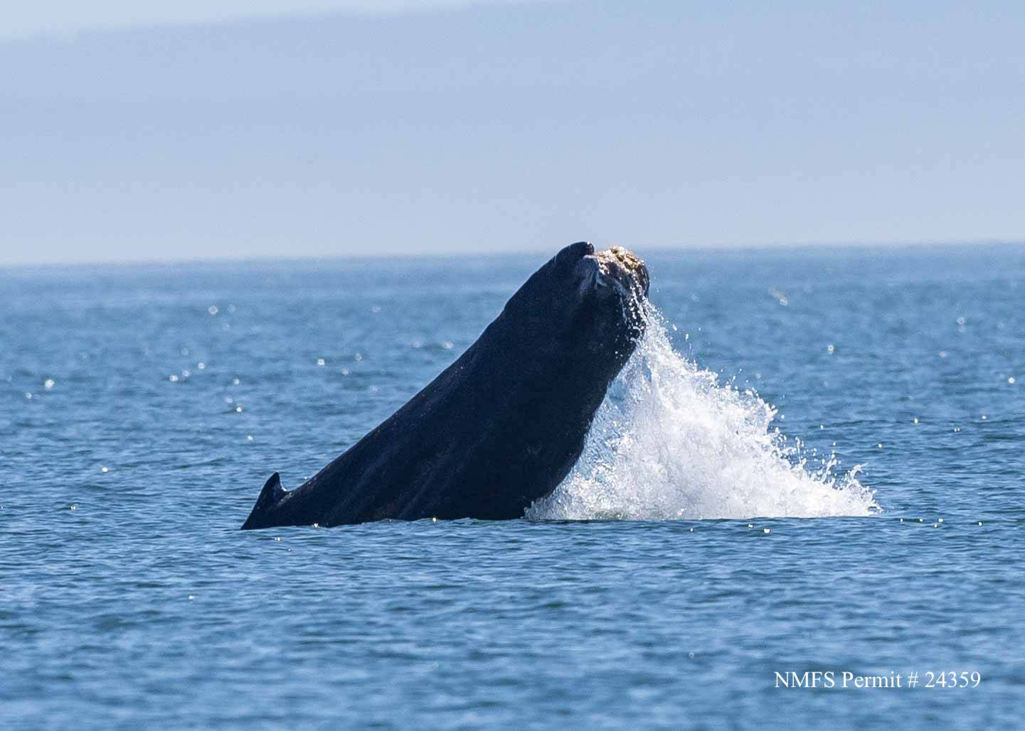 Contributed photo by Spencer Fire, Whale Museum volunteer under NMFS permit #24359