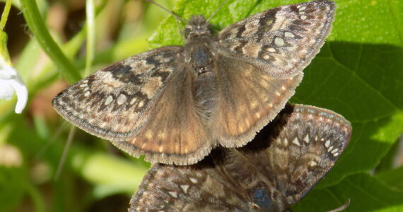 Contributed photo.
Propertius Duskywing butterflies.