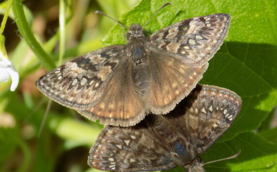 Contributed photo.
Propertius Duskywing butterflies.