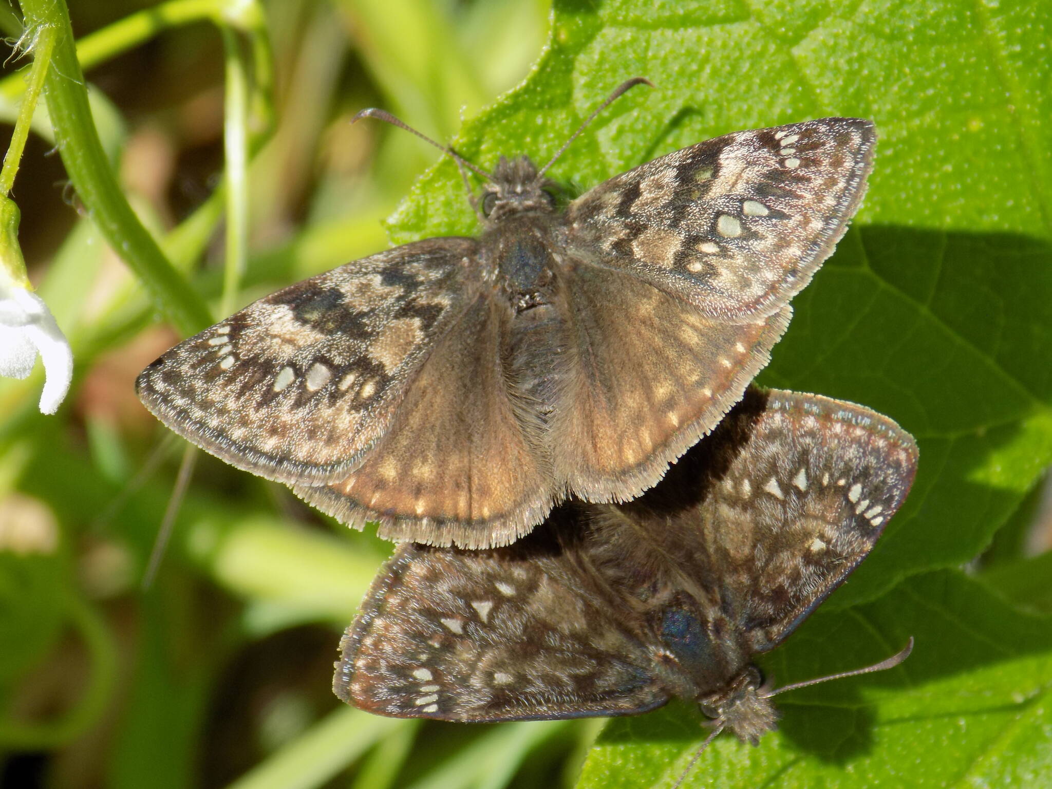 Contributed photo.
Propertius Duskywing butterflies.