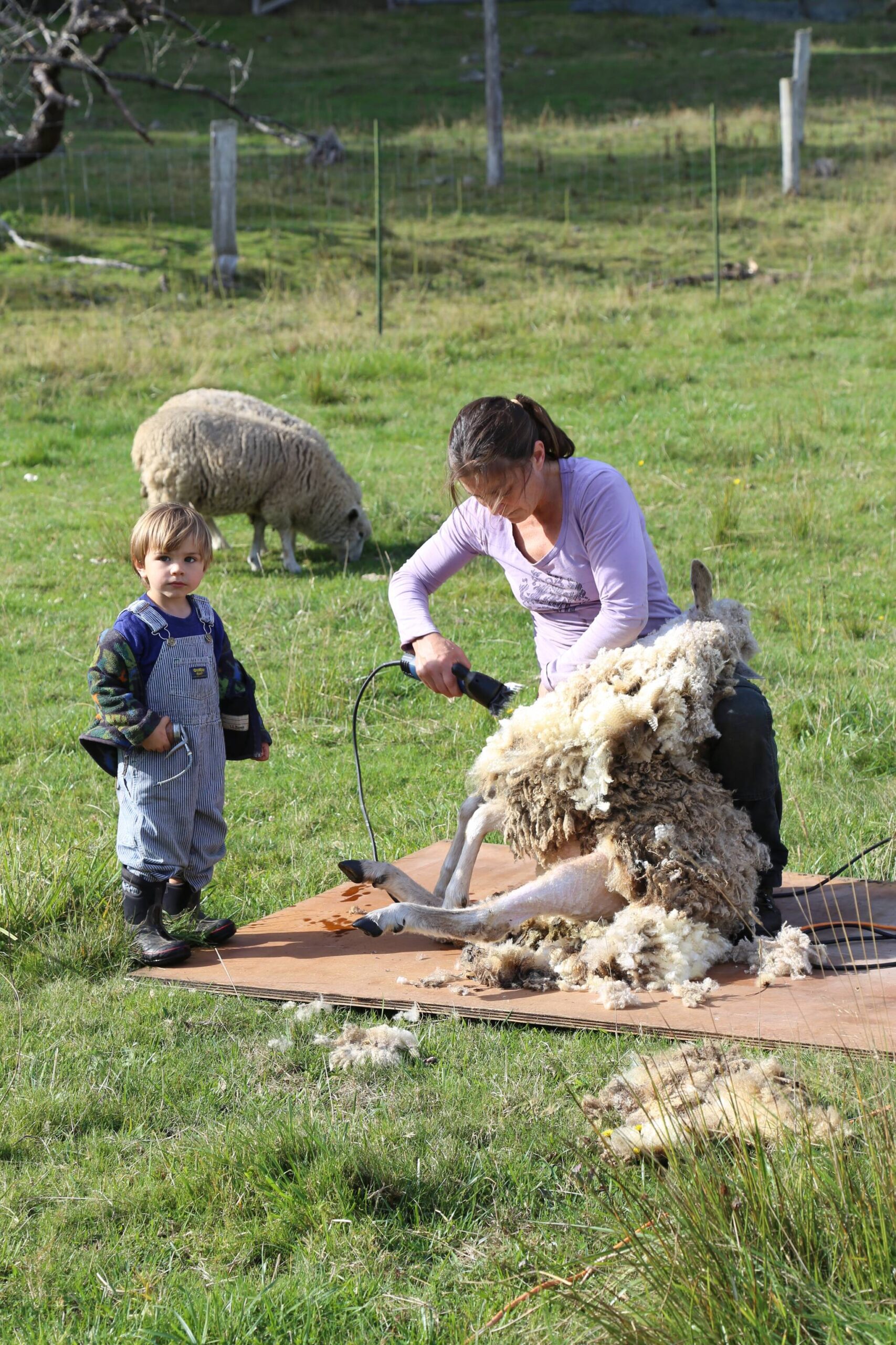 Savor the San Juans Orcas Farm Tour by Lisette Wolter McKinley.