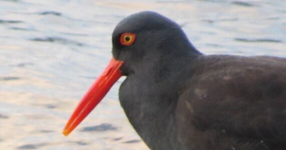 Oystercatcher