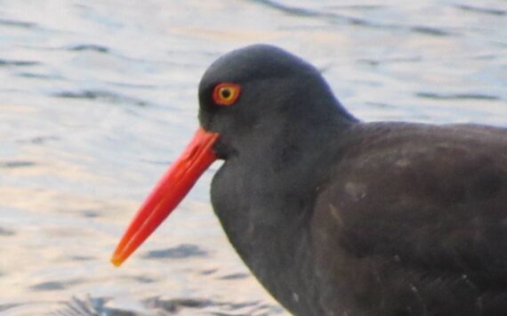 Oystercatcher