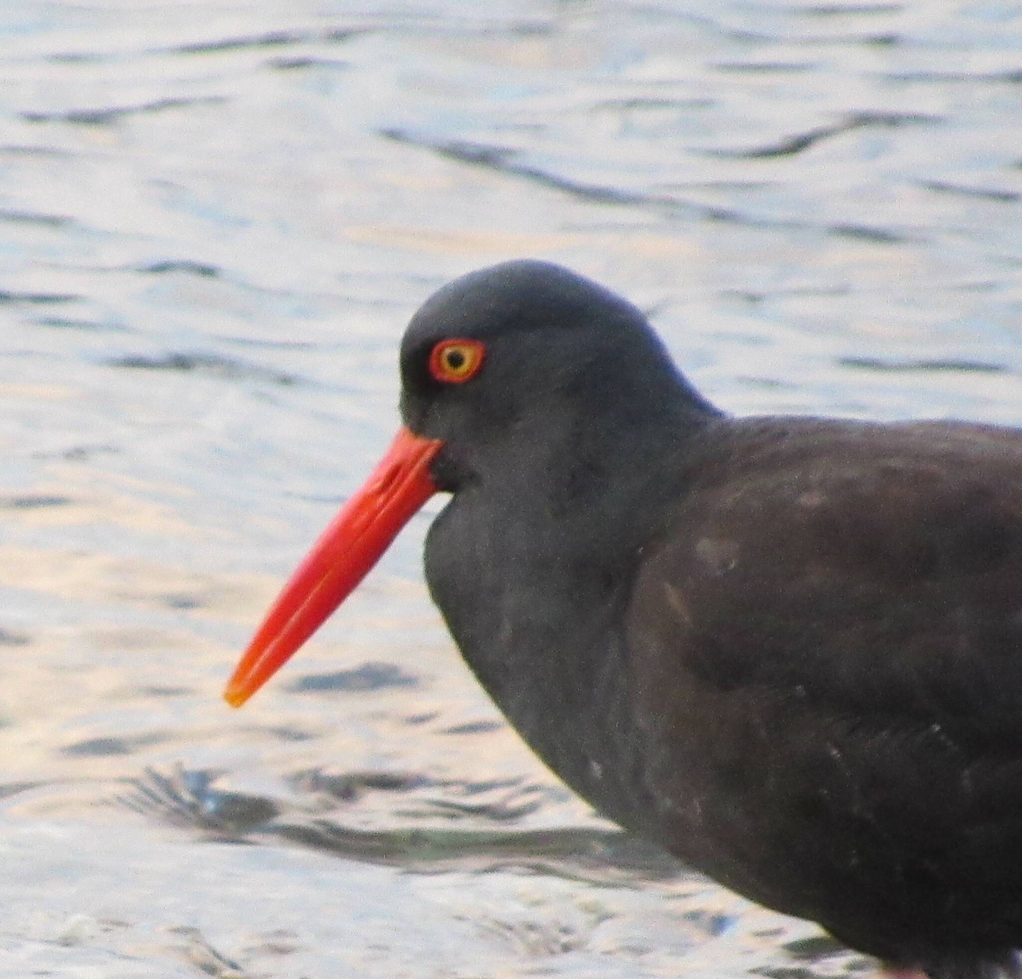 Oystercatcher