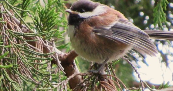 Russel Barsh photo.
A young Chestnut-backed chickadee, one of the many local songbirds that feeds on insects all summer, exposing it to pesticide residues.