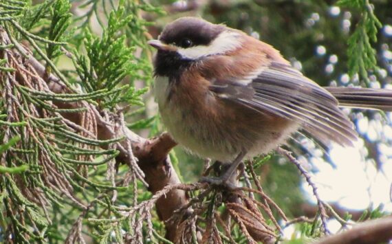 Russel Barsh photo.
A young Chestnut-backed chickadee, one of the many local songbirds that feeds on insects all summer, exposing it to pesticide residues.