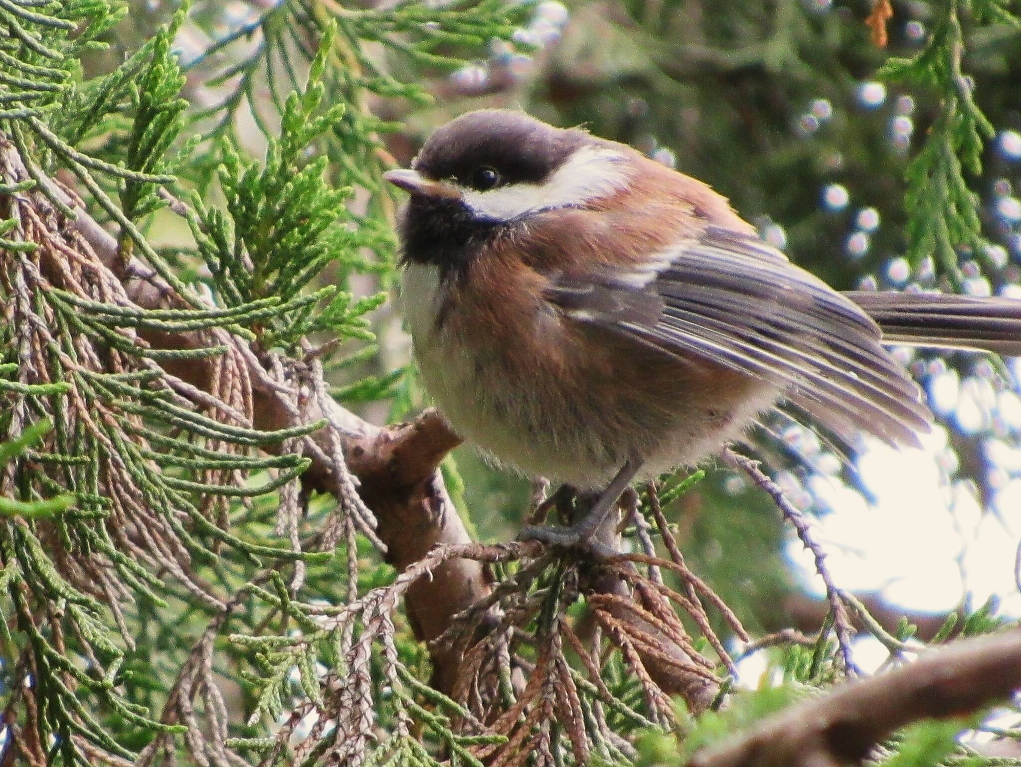 Russel Barsh photo.
A young Chestnut-backed chickadee, one of the many local songbirds that feeds on insects all summer, exposing it to pesticide residues.