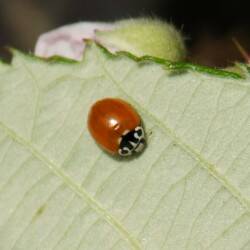 Contributed photo by Russel Barsh
A native ladybug at Cattle Point, San Juan Island.