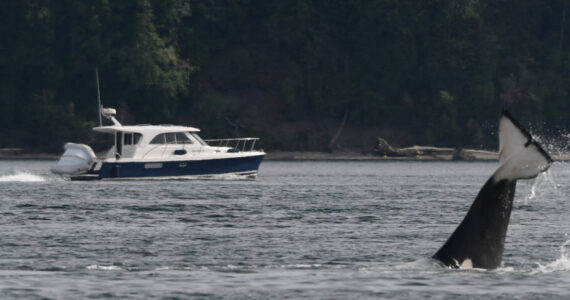 An orca “cartwheels” as a recreational boater passes in the distance. Photo by K. Makowski.