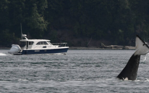 An orca “cartwheels” as a recreational boater passes in the distance. Photo by K. Makowski.