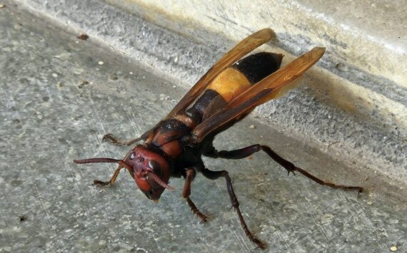 Photo by Vishal Patel. 
Murder hornet.