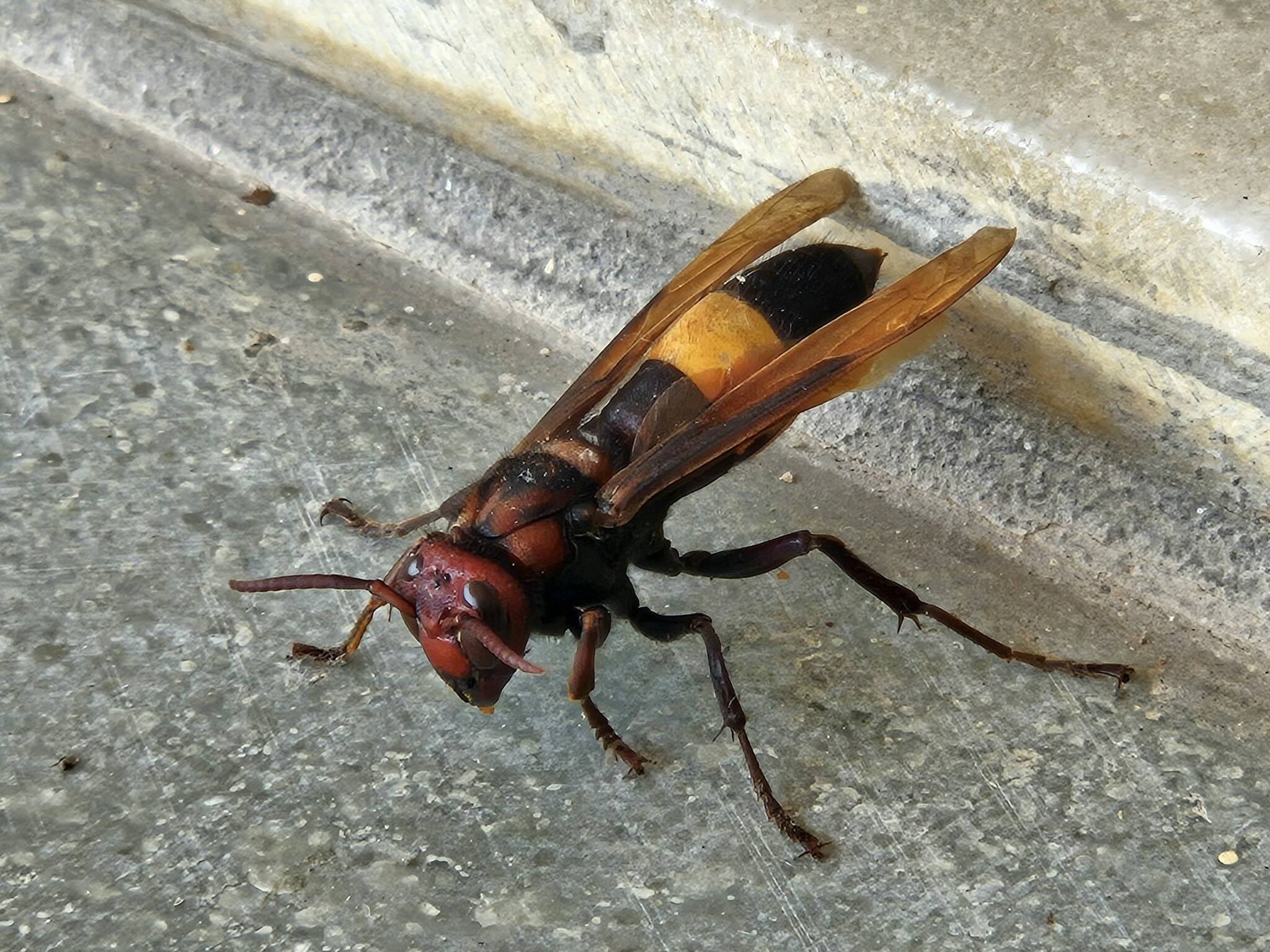 Photo by Vishal Patel. 
Murder hornet.