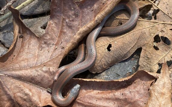 A sharp-tailed snake.