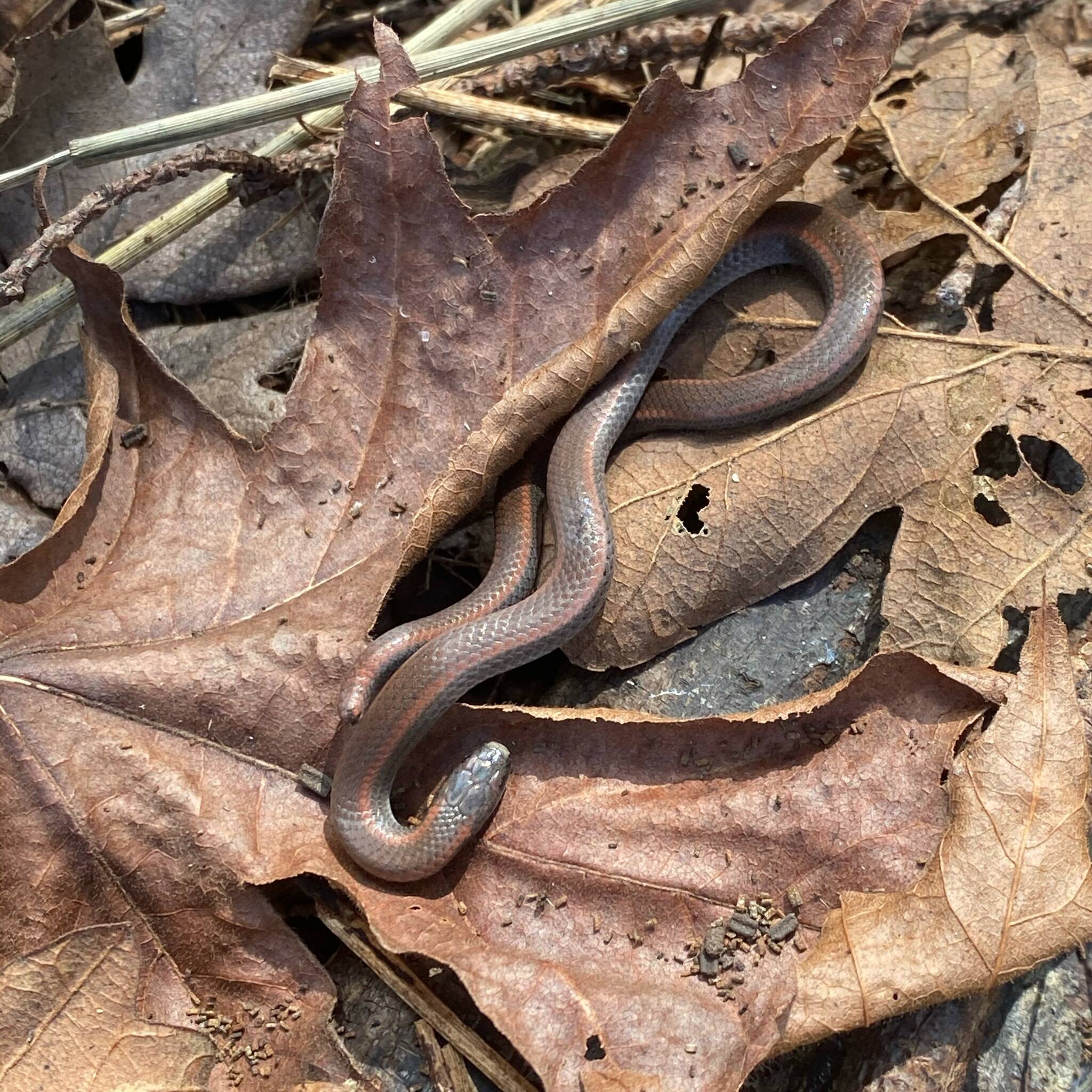 A sharp-tailed snake.