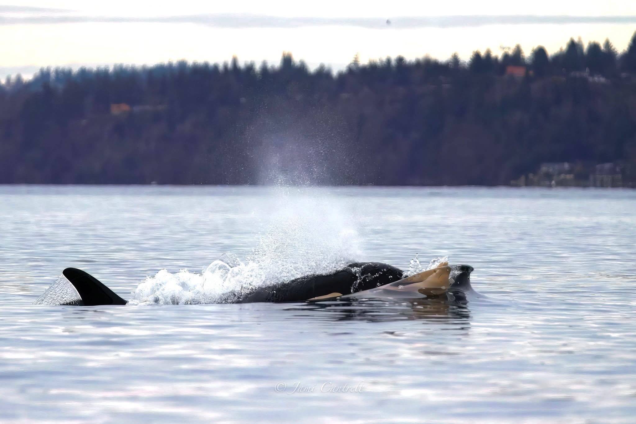 Contributed photo by Jami Cantrell
J-35 carries another dead calf on her nostrum.