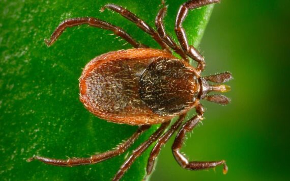 Western blacklegged tick.